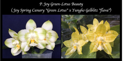 Phalaenopsis Joy Green-Lotus Beauty seedling