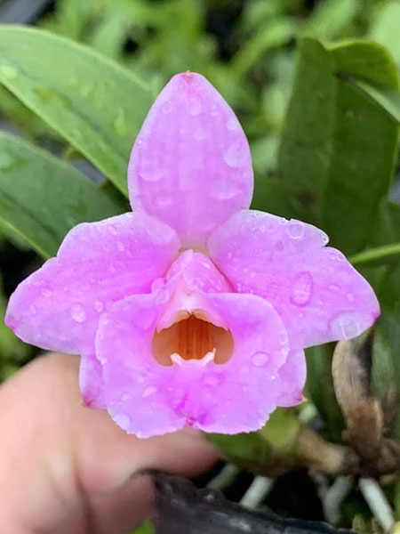 Laelia alaori escura x sib
