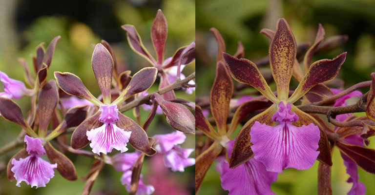 Encyclia phoenicea ''Flora Farm' AM/AOS x Encyclia phoenicea 'SVO'