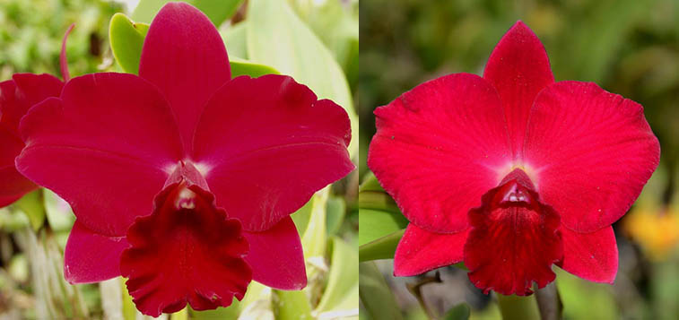 Potinara Paradise Rose 'My Valentine' x Potinara Loud Nine 'The Best'
