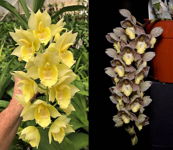 Catasetum Diana's Dots 'Spectacular' x	Catasetum Dentigrianum 'SVO Excellence'