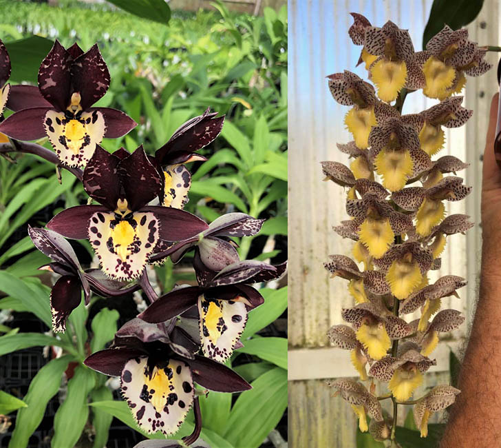 Catasetum Extravaganza 'Memorial Day' x Catasetum Dentigrianum 'SVO Cutie'