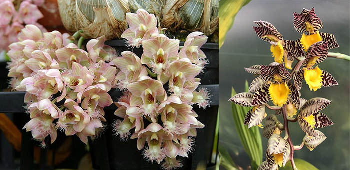 Clowesia Grace Dunn 'Live Oak' HCC/AOS x Catasetum Leto Correa 'Yellow Lip & Spots'