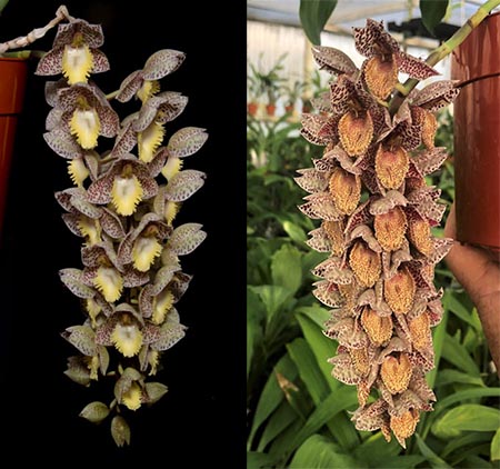Catasetum Dentigrianum 'SVO Excellence' x	Catasetum denticulatum 'Dark Spots 42'