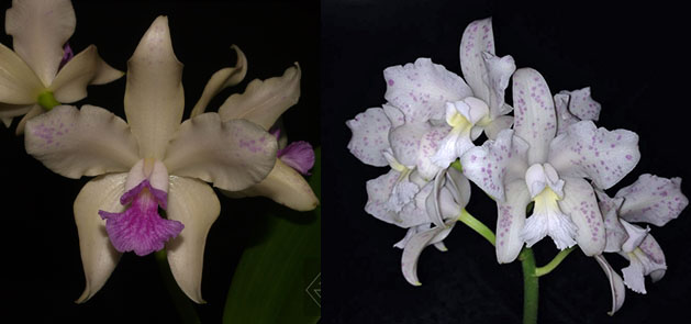 Cattleya amethystoglossa (rosada 'Primavera' x albescens 'Saira')