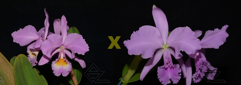Cattleya warneri concolor ('Rosa' x 'Boa Forma')