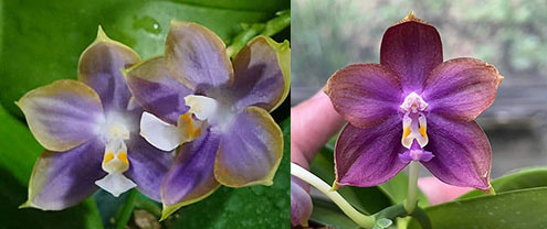 Phalaenopsis Mituo Reflex Dragon 'Blue-2' x Mituo Blue Smurfs