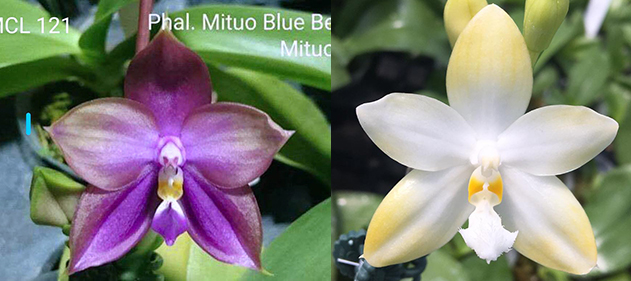 Phalaenopsis Mituo Blue Bear 'M-5' x Yaphon Gem 'flava'