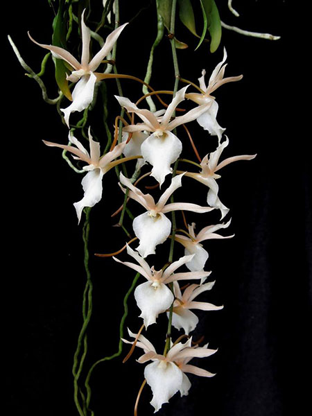 Eurychone galeandrae x  Aerangis kotschyana