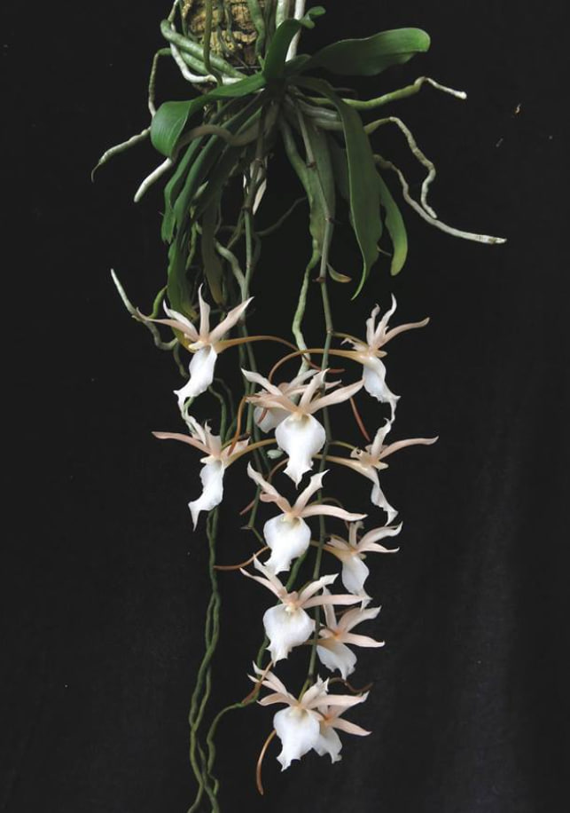 Eurychone galeandrae x  Aerangis kotschyana