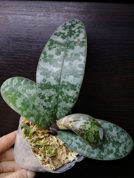 Phalaenopsis schilleriana 'TKP' x sib