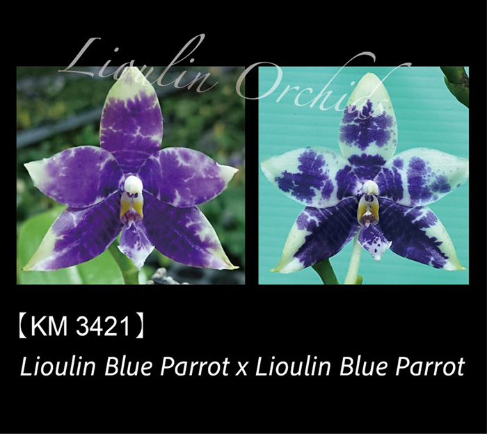 Phalaenopsis Lioulin Blue Parrot x Lioulin Blue Parrot (3421)