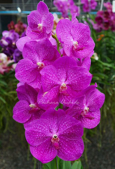 Vanda Pachara Rosa Diamond