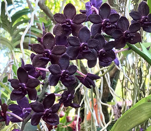 Vandachostylis Colmarie