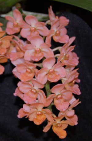 Rhynchostylis gigantea 'Peach'