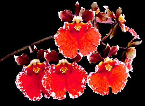 Tolumnia Jairak Flyer 'Red Spread'