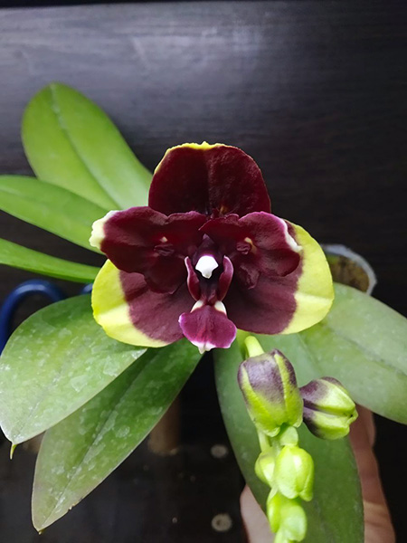 Phalaenopsis (Sogo Gotris-Taida Pearl) 'ES-2'