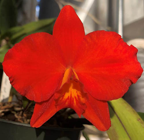 Sophrolaeliocattleya Seagull's Apricot  'Choice Morsel' x self