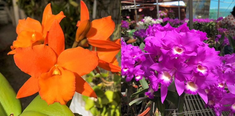 Brassolaeliocattleya Zul (Blc. Orange Nuggett 'Kadaoka' HCC/AOS x Cattleya skinneri 'Angela' FCC/AOS)