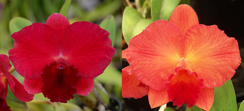 Potinara Loud Nine 'Unbeatable' x Sophrolaeliocattleya Circle of Life 'Trailblazer' AM/AOS