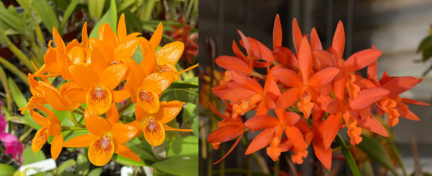 Epicattleya Atomic Kyoguchi 'SVO' x Laeliocattleya Trick or Treat 'Orange Magic' AM/AOS