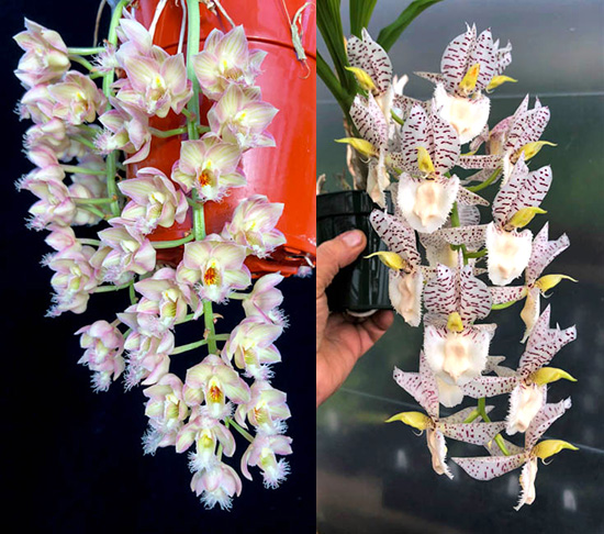 Clowesia Grace Dunn 'Live Oak' HCC/AOS x Catasetum Norm Tupper 'SVO Snow Leopard'