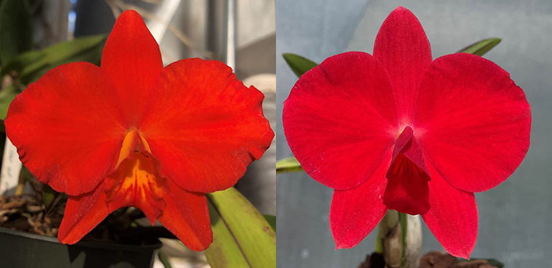 Sophrolaeliocattleya Exotic Red Extreme (Slc. Seagulls Apricot 'Choice Morsel' x Sl. Minipet 'Giant Sophro')