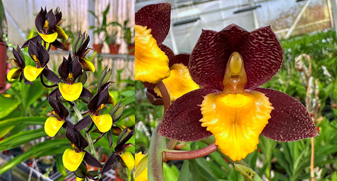 Catasetum Double Down 'BPYL' x Catasetum Fonseca Alfaro 'SVO'