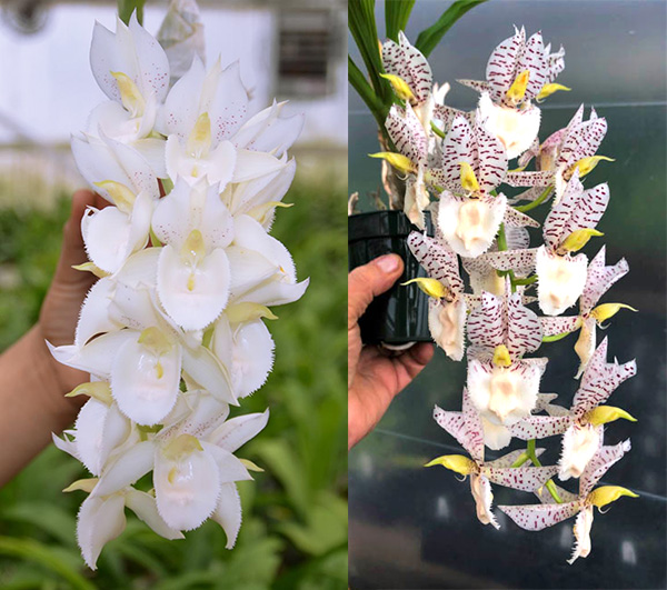 Catasetum Melana Davison 'Summer Snow' x Catasetum Norm Tupper 'SVO Snow Leopard'