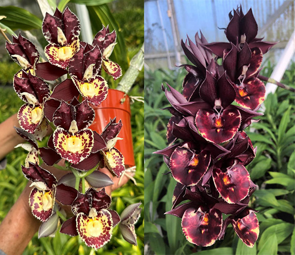 Catasetum Diana's Dots 'Super Good' x Catasetum Dreamboat 'Dreamy'