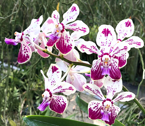 Vanda Kultana Fragrance x luzonica