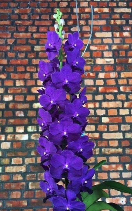 Vanda Mem. Tan Beng Chye Thailand x Blue Boy