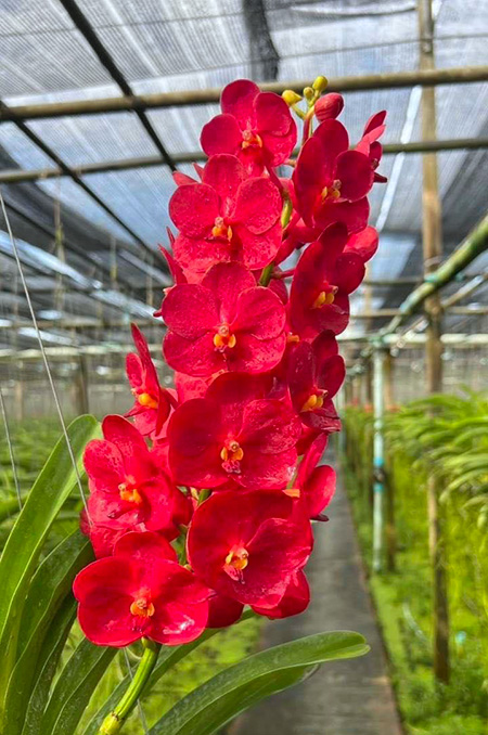 Vanda SW New Year Red 'Adisak'