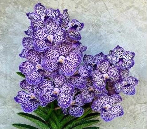 Papilionanda Omar Padron 'Indigo Blue Spots'