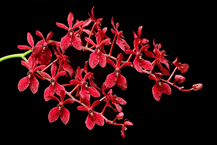 Renanthera Gerald Tan