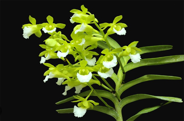 Aerides houlletiana x Christensonia vietnamica sp. Vietnam