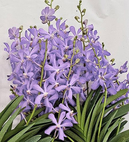 Mokara Jairak Blue