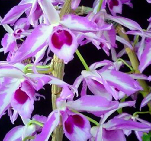 Dendrobium anosmum 'A Touch of Class'