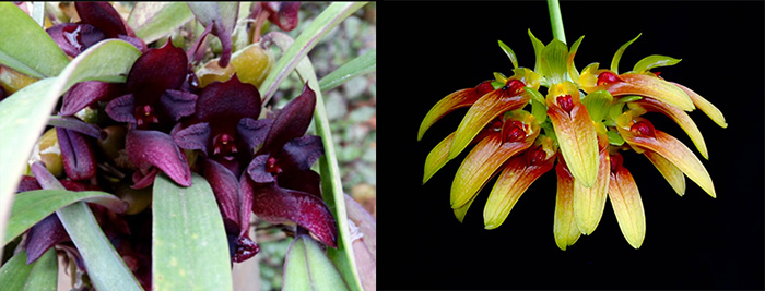 Bulbophyllum cruentum x graveolens
