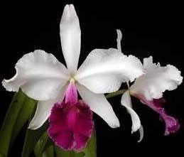 Cattleya warscewiczii semi-alba atropurpurea x self
