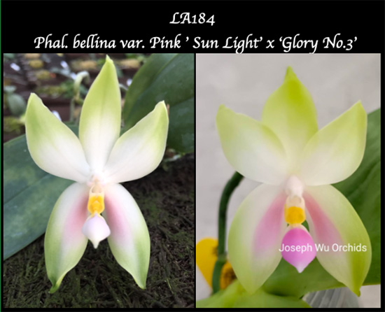 Phalaenopsis bellina var Pink 'Sun Light' x 'Glory No 3'