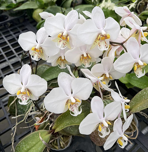 Phalaenopsis stuartiana x philippinensis