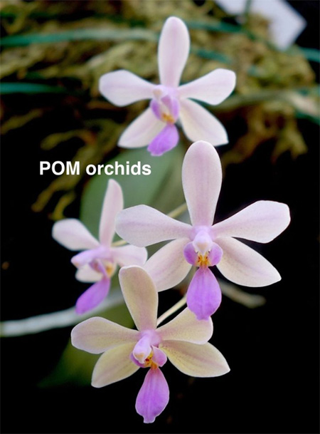 Phalaenopsis (wilsonii x lindenii)