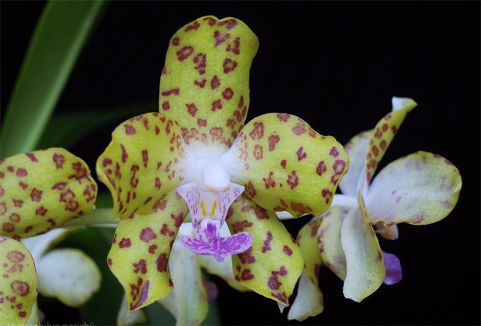 Vandaenopsis Denipar (Vanda denisoniana × Phalaenopsis hygrochila)