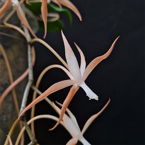 Aerangis bouarensis