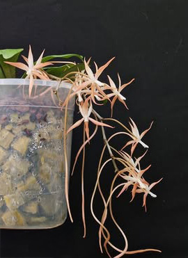 Aerangis bouarensis