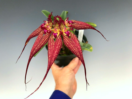 Bulbophyllum rothschildianum 'Red Chimney'