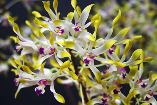 Dendrobium canaliculatum var tattonianum