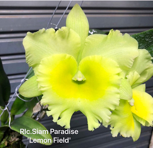 Rhyncholaeliocattleya Siam Paradise 'Lemon Field'