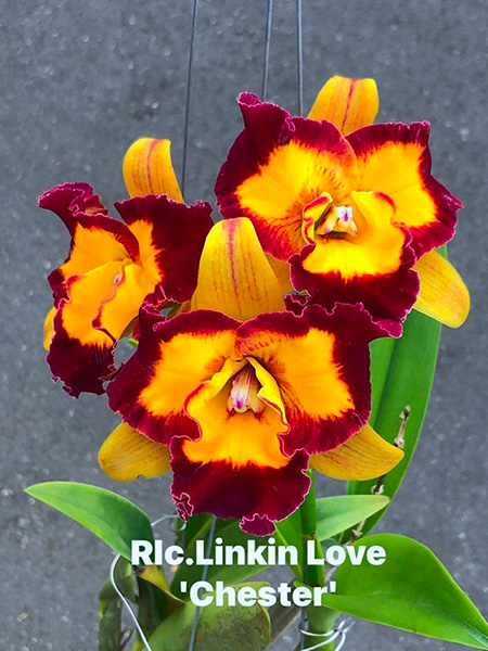 Rhyncholaeliocattleya Linkin Love 'Chester'